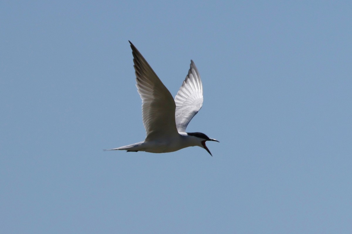 Gull-billed Tern - ML620323468