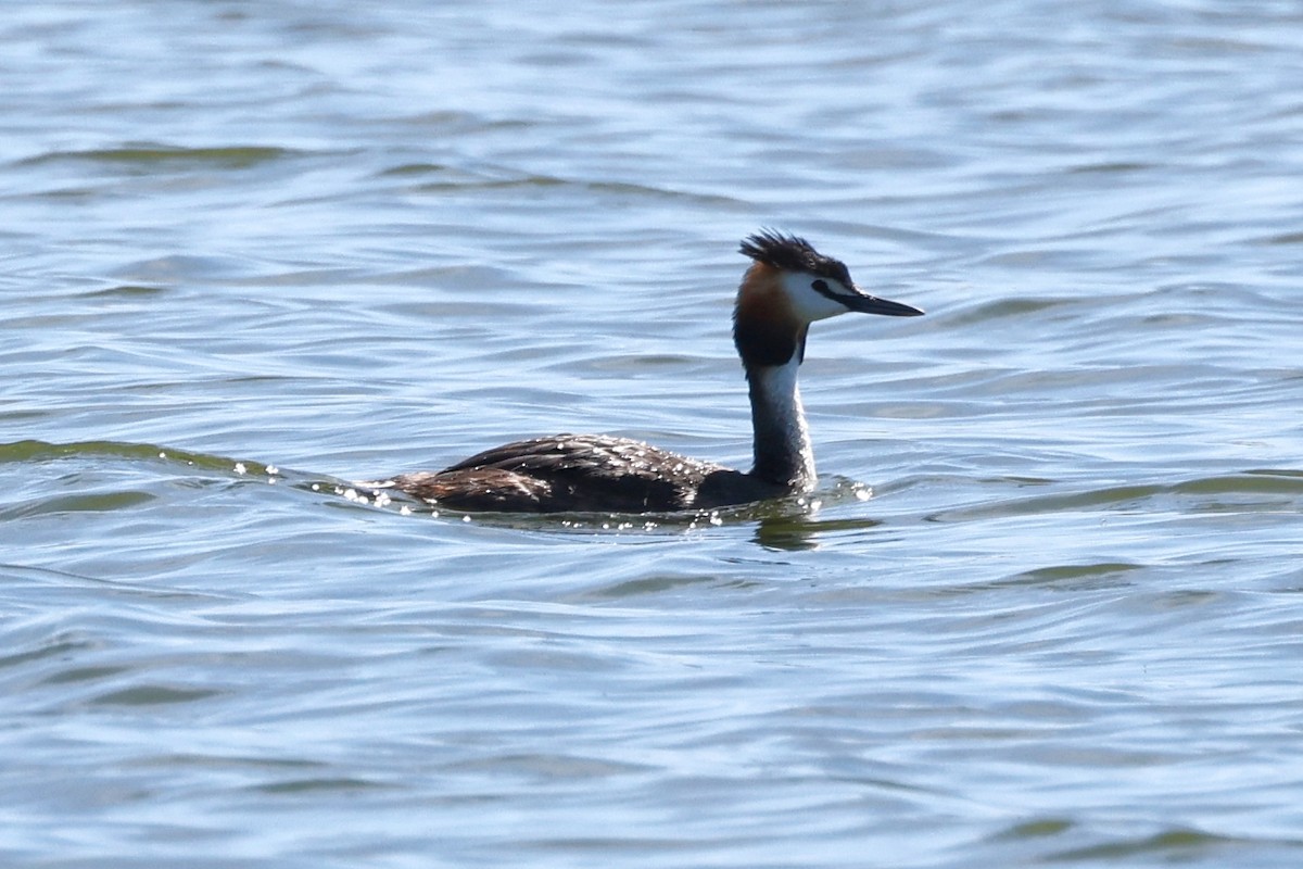 Great Crested Grebe - ML620323474