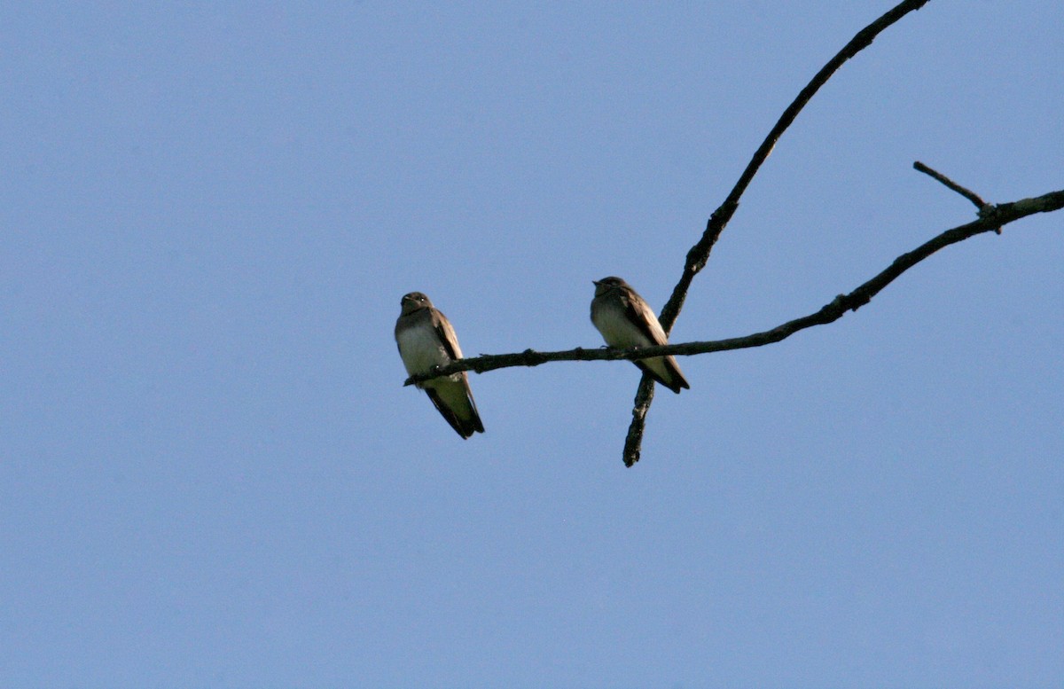 Northern Rough-winged Swallow - ML620323481