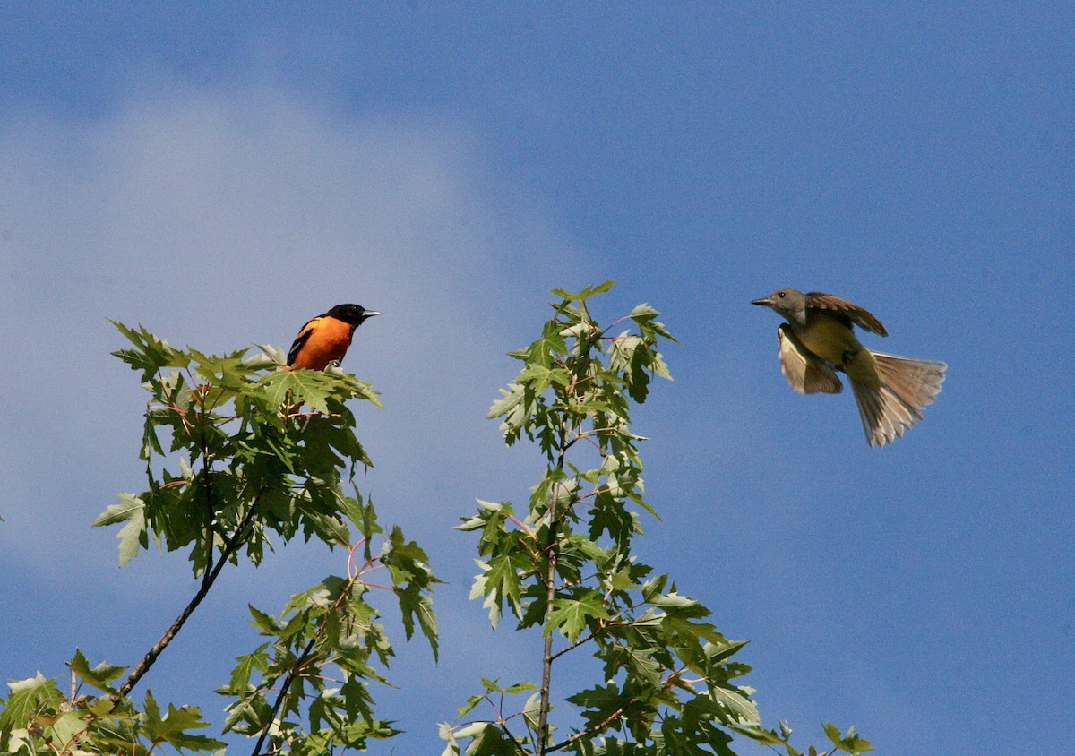 Baltimore Oriole - ML620323486