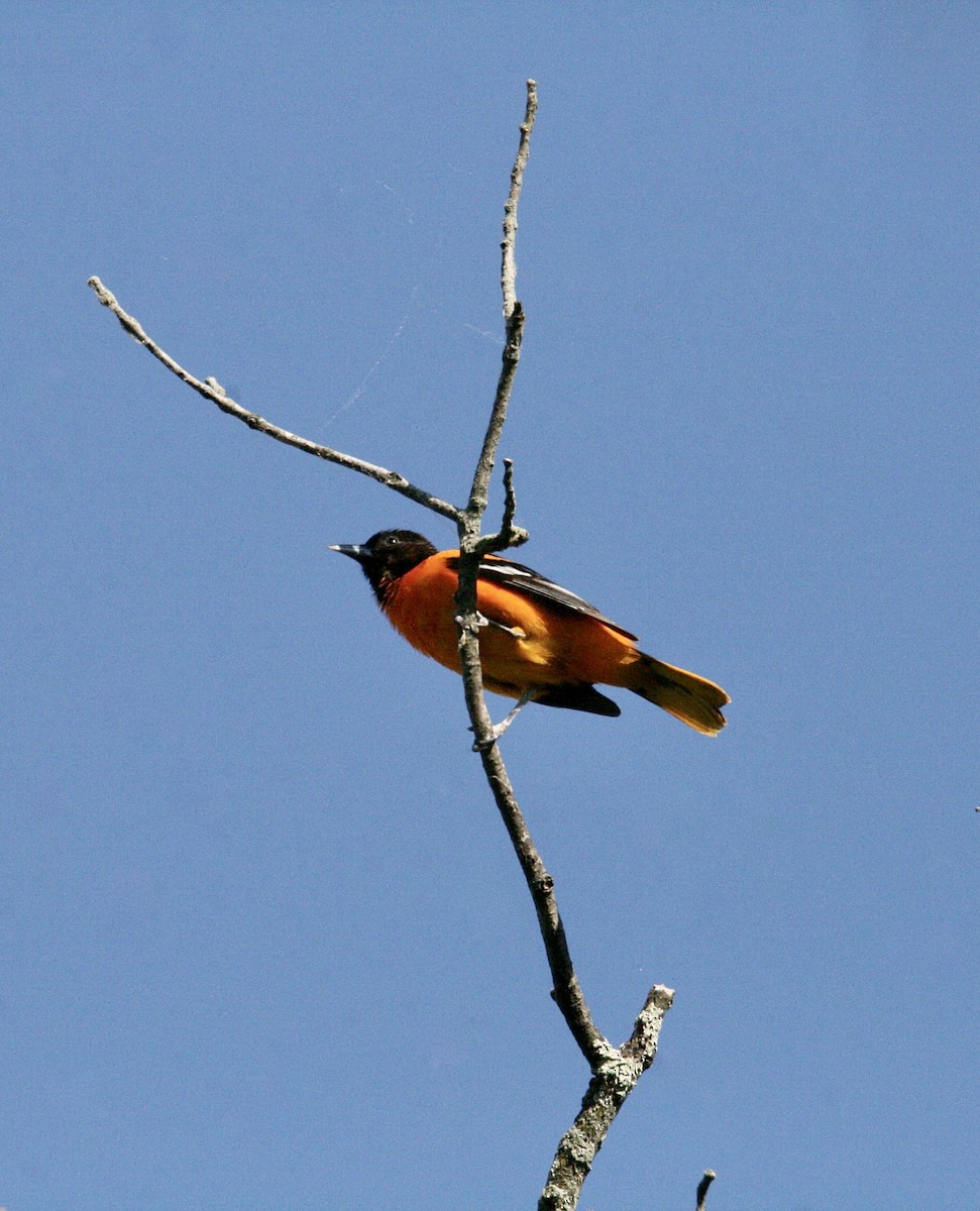 Baltimore Oriole - Andrew Charles