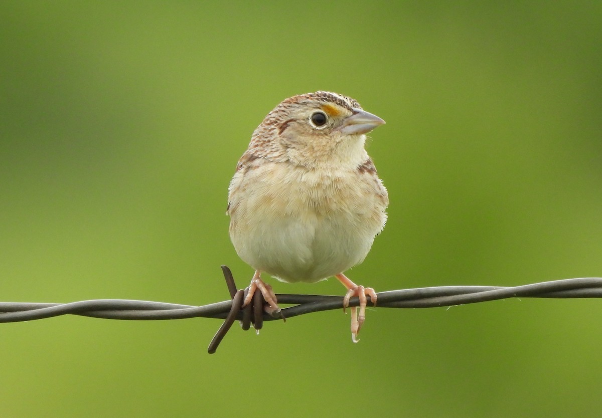 Grasshopper Sparrow - ML620323493