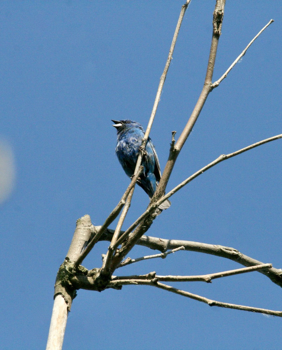 Indigo Bunting - ML620323494