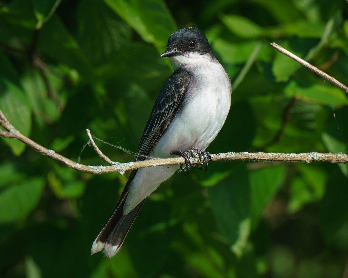 Eastern Kingbird - ML620323495