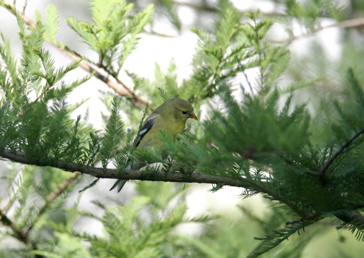 American Goldfinch - ML620323498