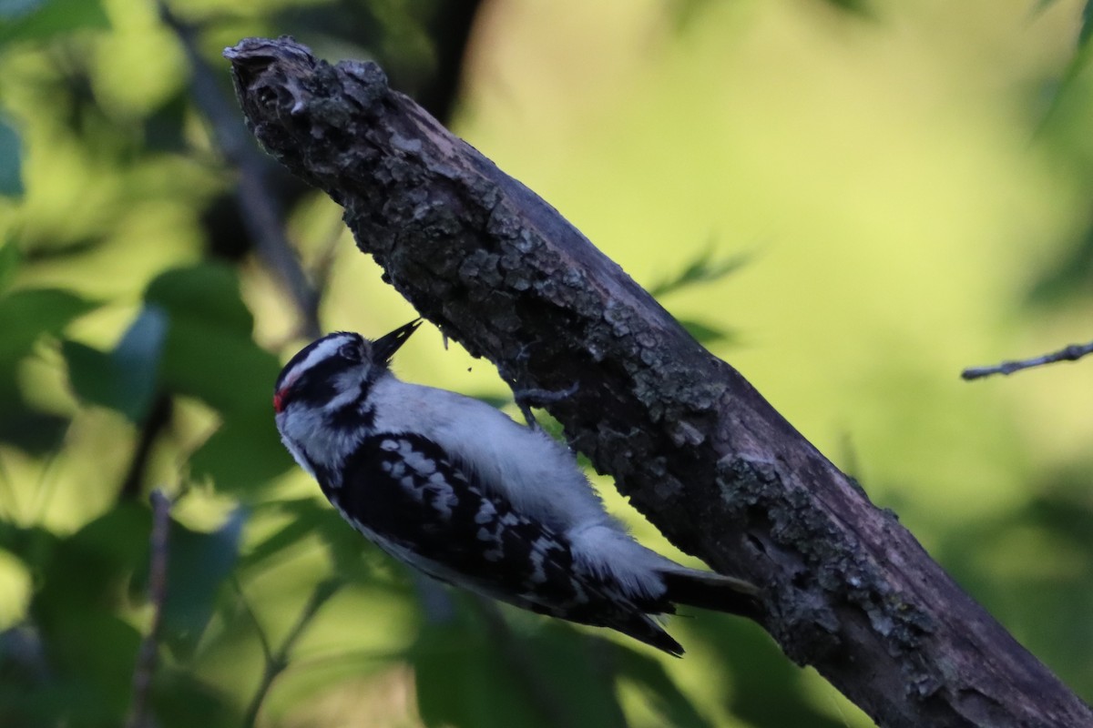 Downy Woodpecker - ML620323515