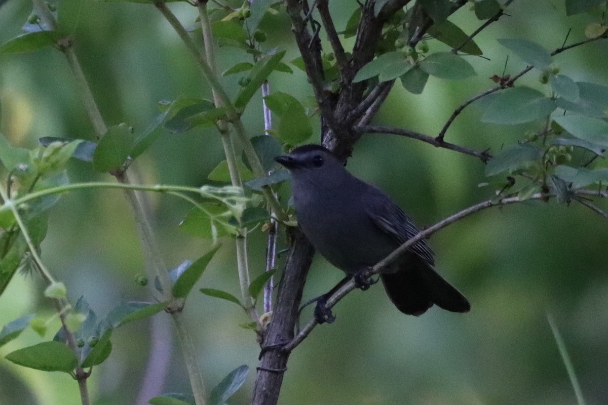 Pájaro Gato Gris - ML620323525