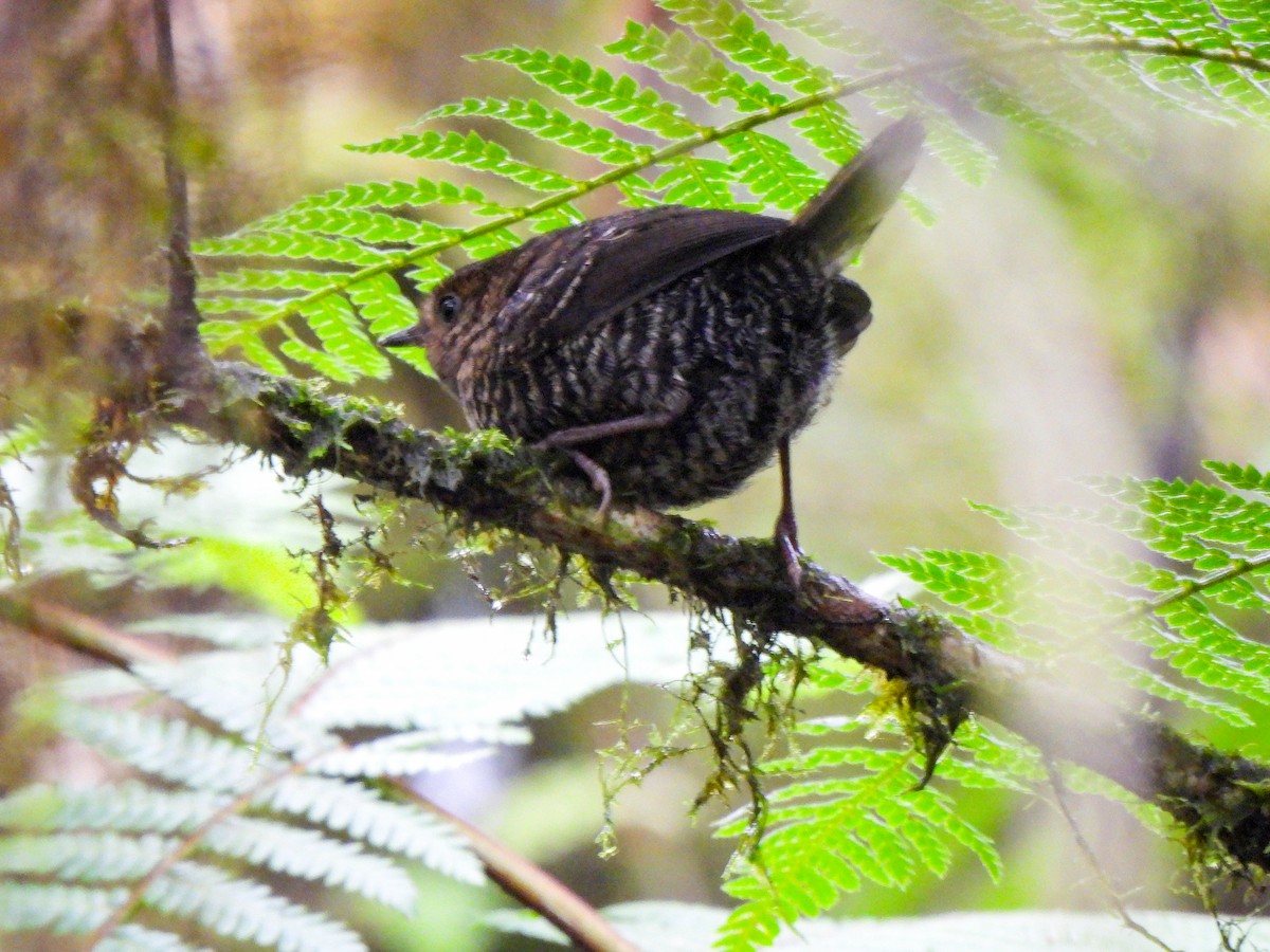 Pale-bellied Tapaculo - ML620323529