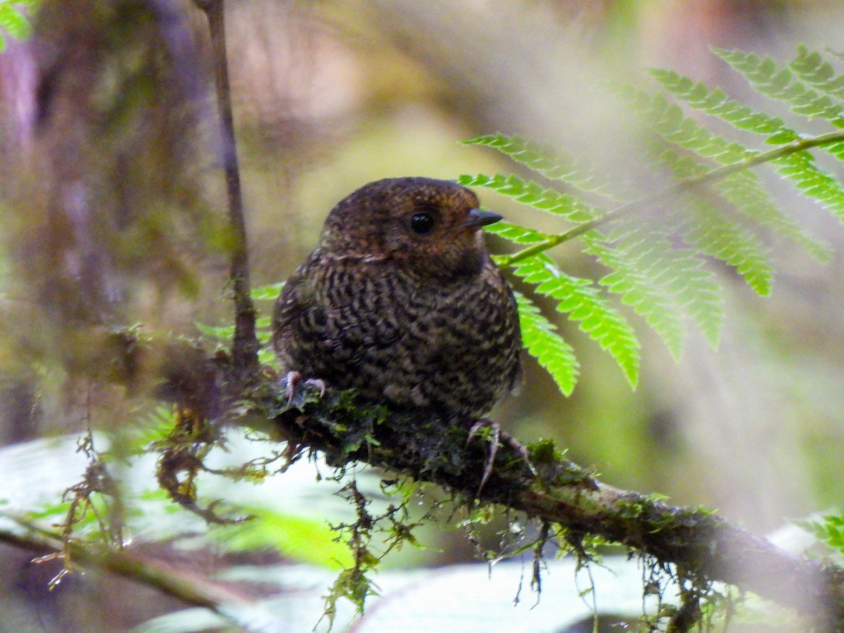 Pale-bellied Tapaculo - ML620323530