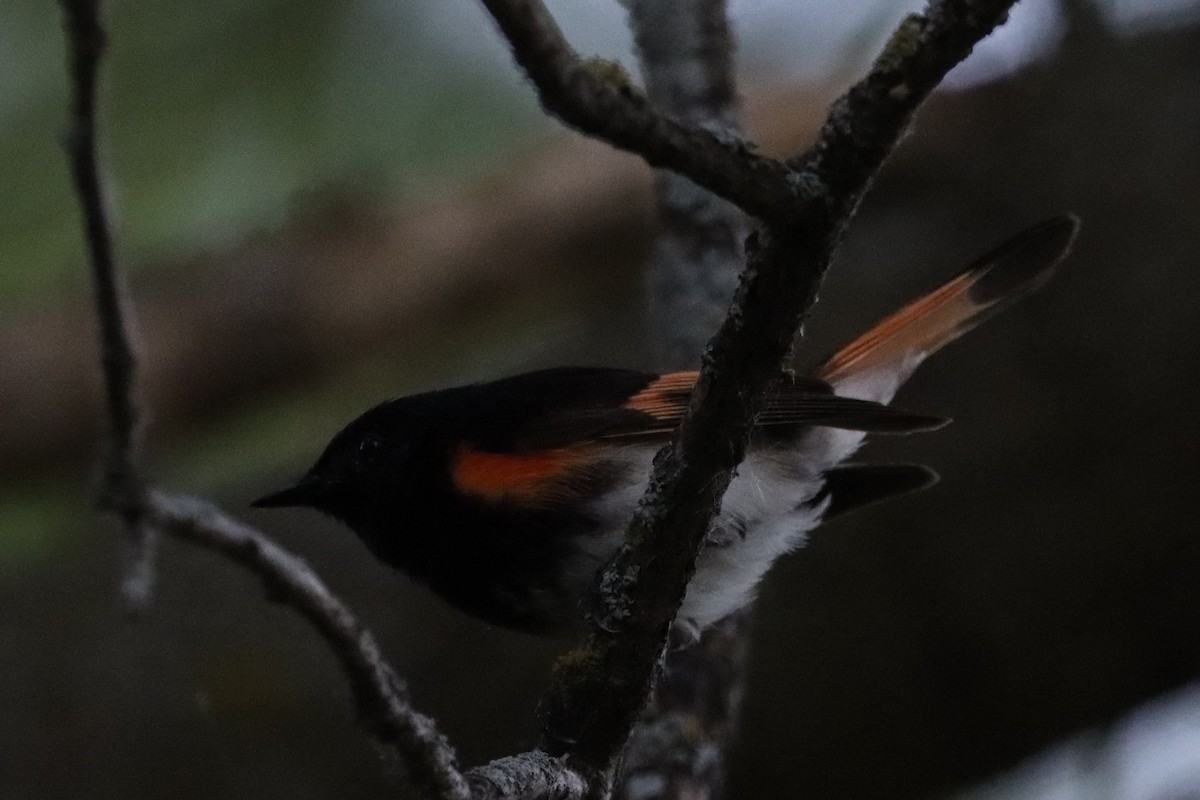 American Redstart - ML620323533