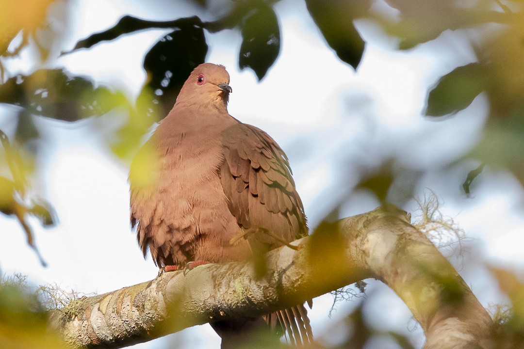 Pigeon vineux - ML620323536