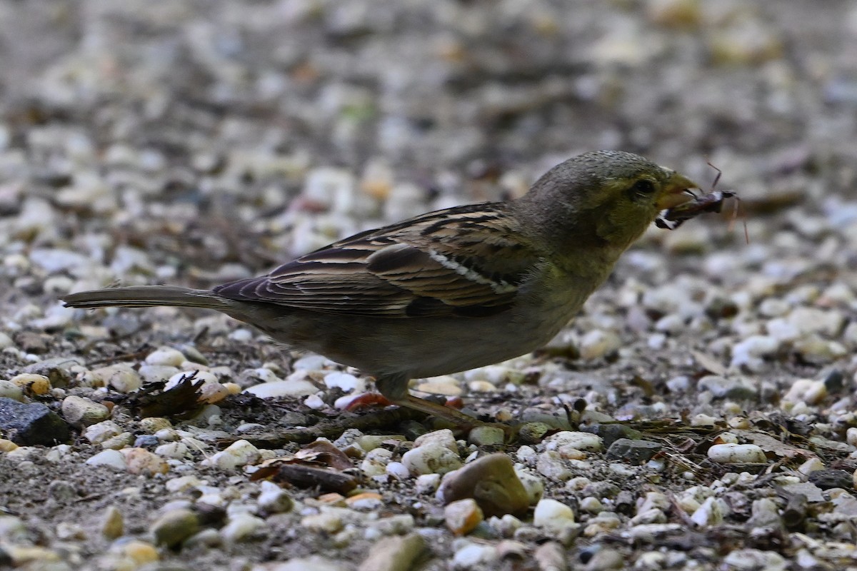 House Sparrow - ML620323538