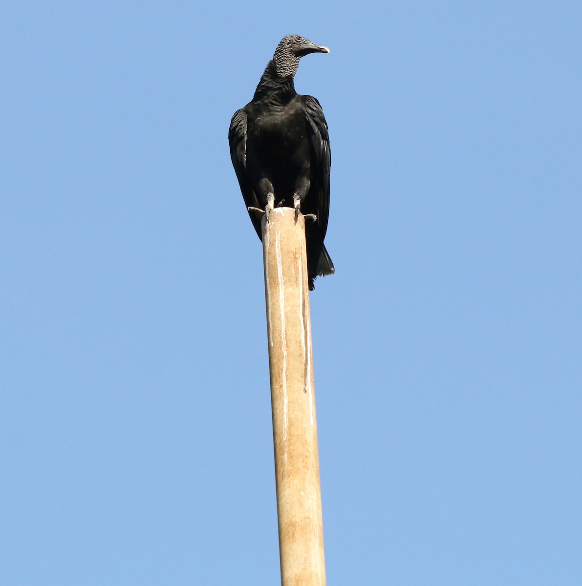 Black Vulture - ML620323544