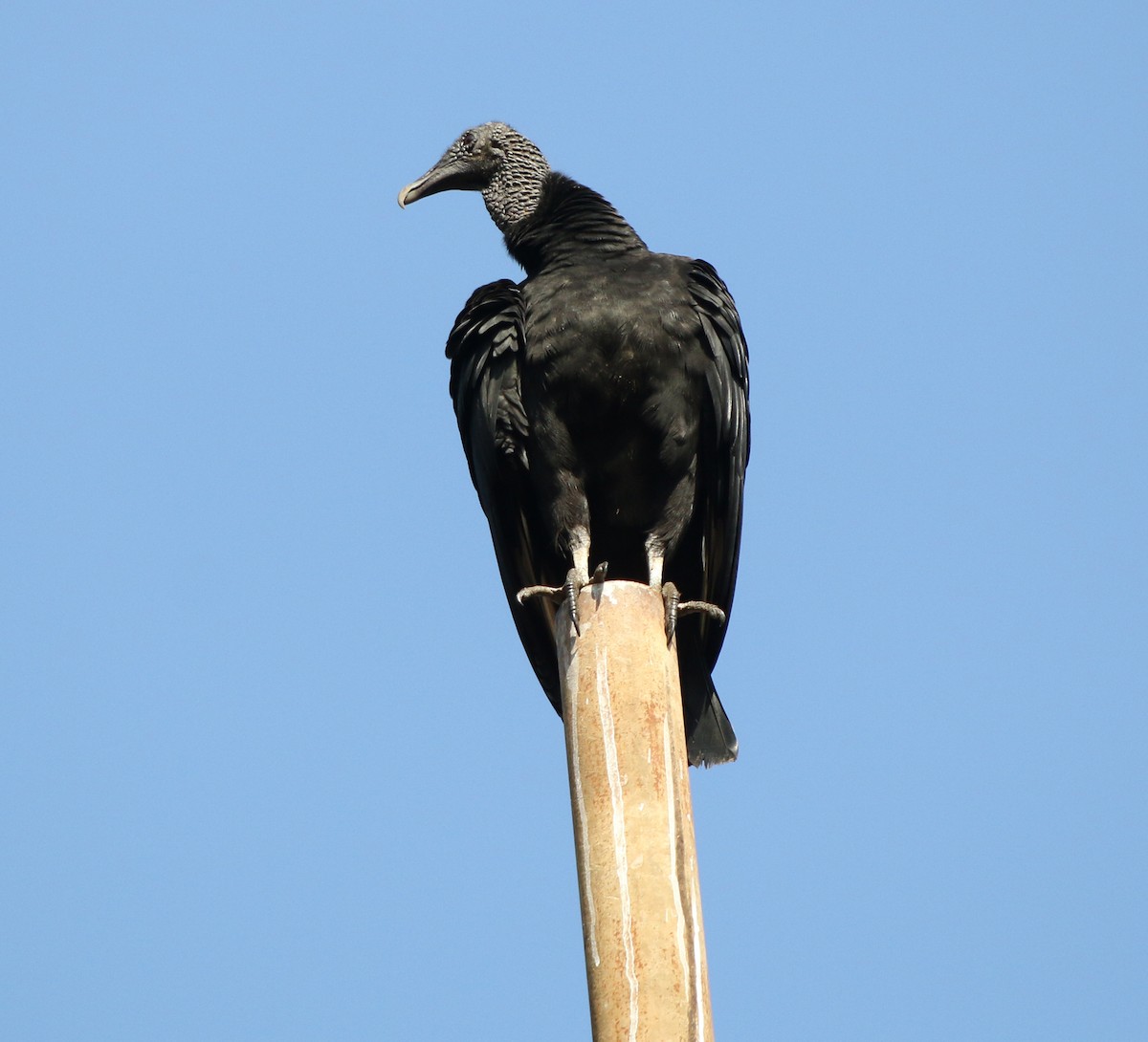 Black Vulture - ML620323545