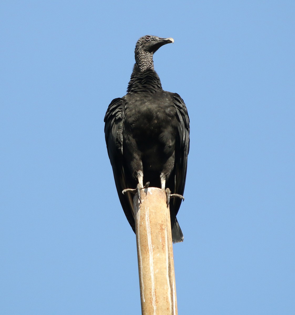 Black Vulture - ML620323546