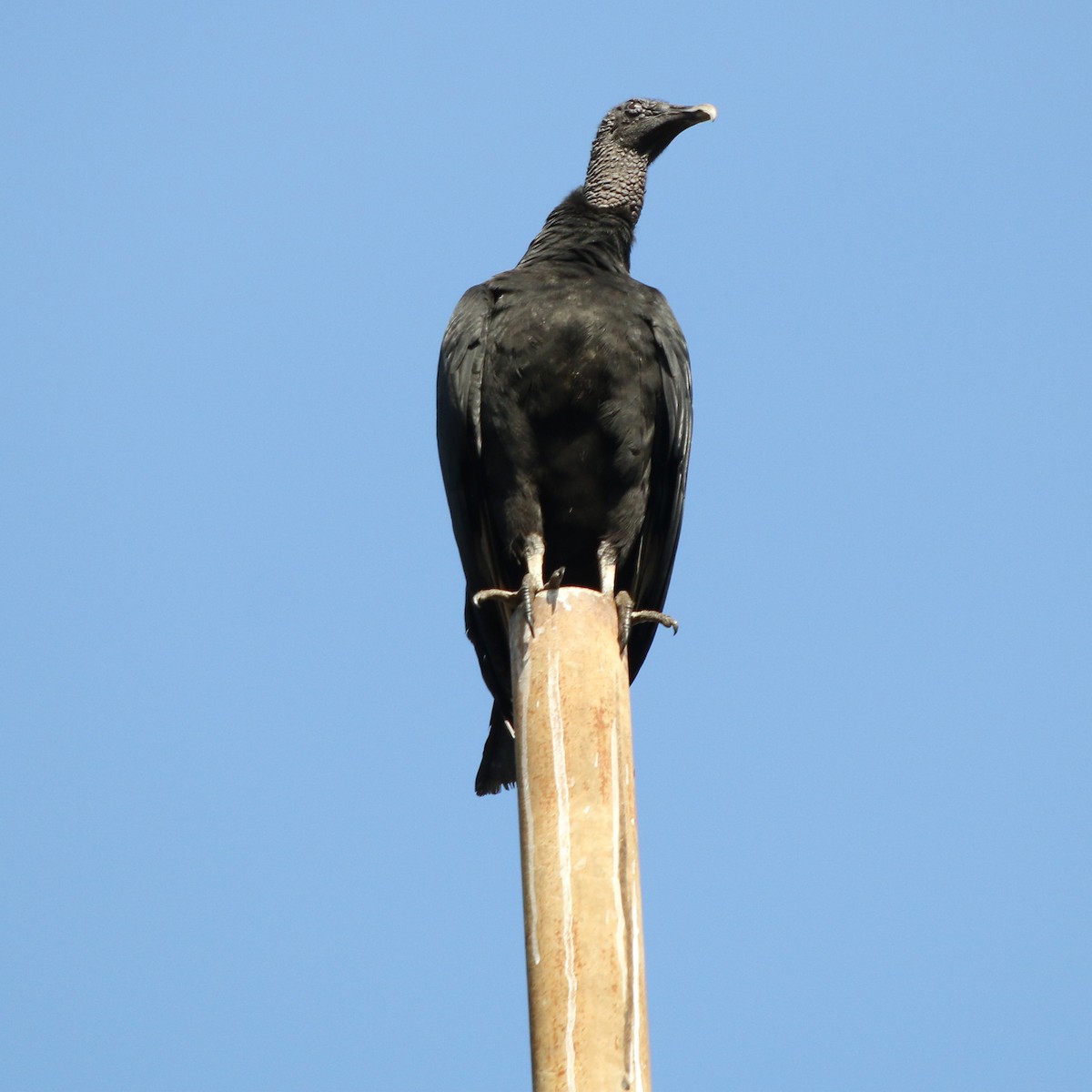 Black Vulture - ML620323547