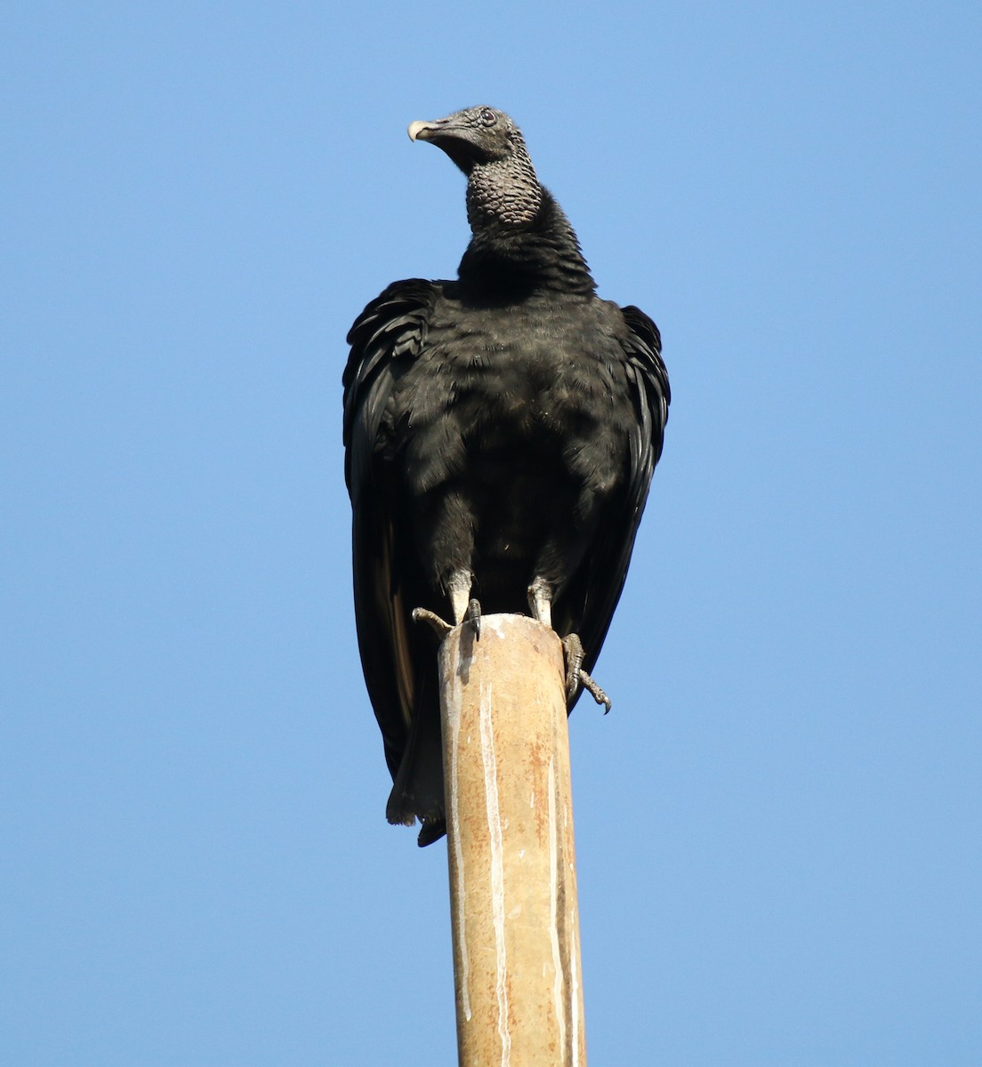 Black Vulture - ML620323548