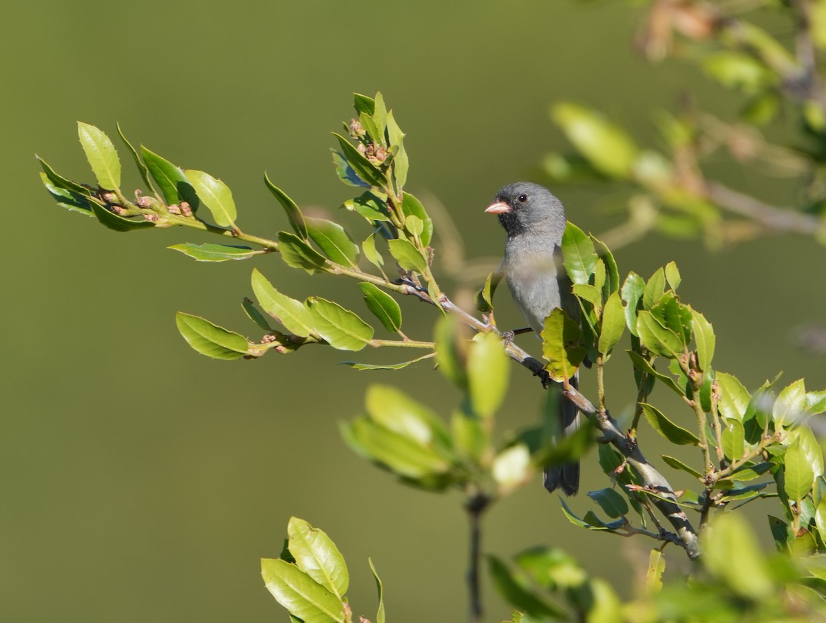 Black-chinned Sparrow - ML620323555