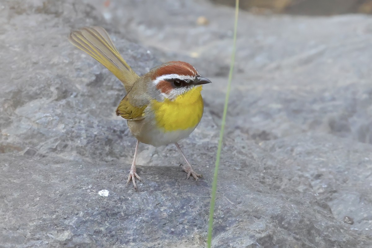 Rufous-capped Warbler - ML620323557