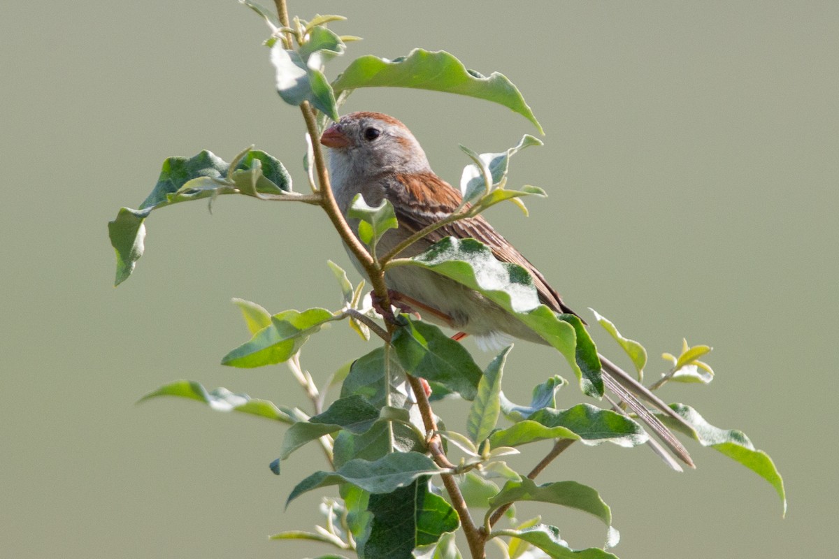 Field Sparrow - ML620323564