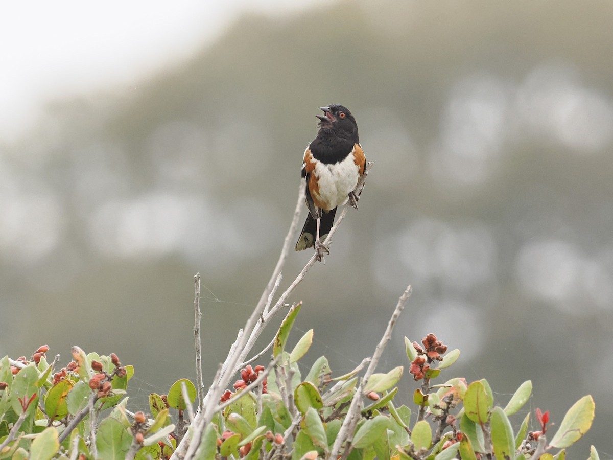 Spotted Towhee - ML620323566