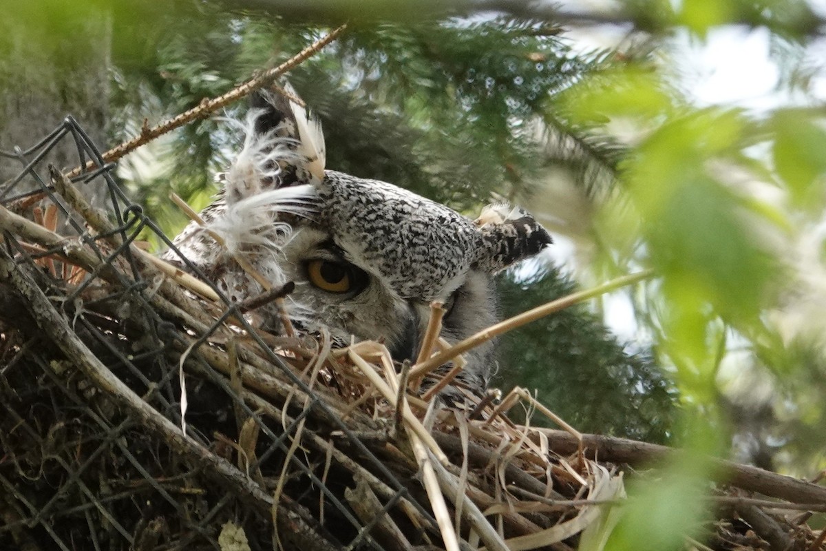 Great Horned Owl - ML620323567