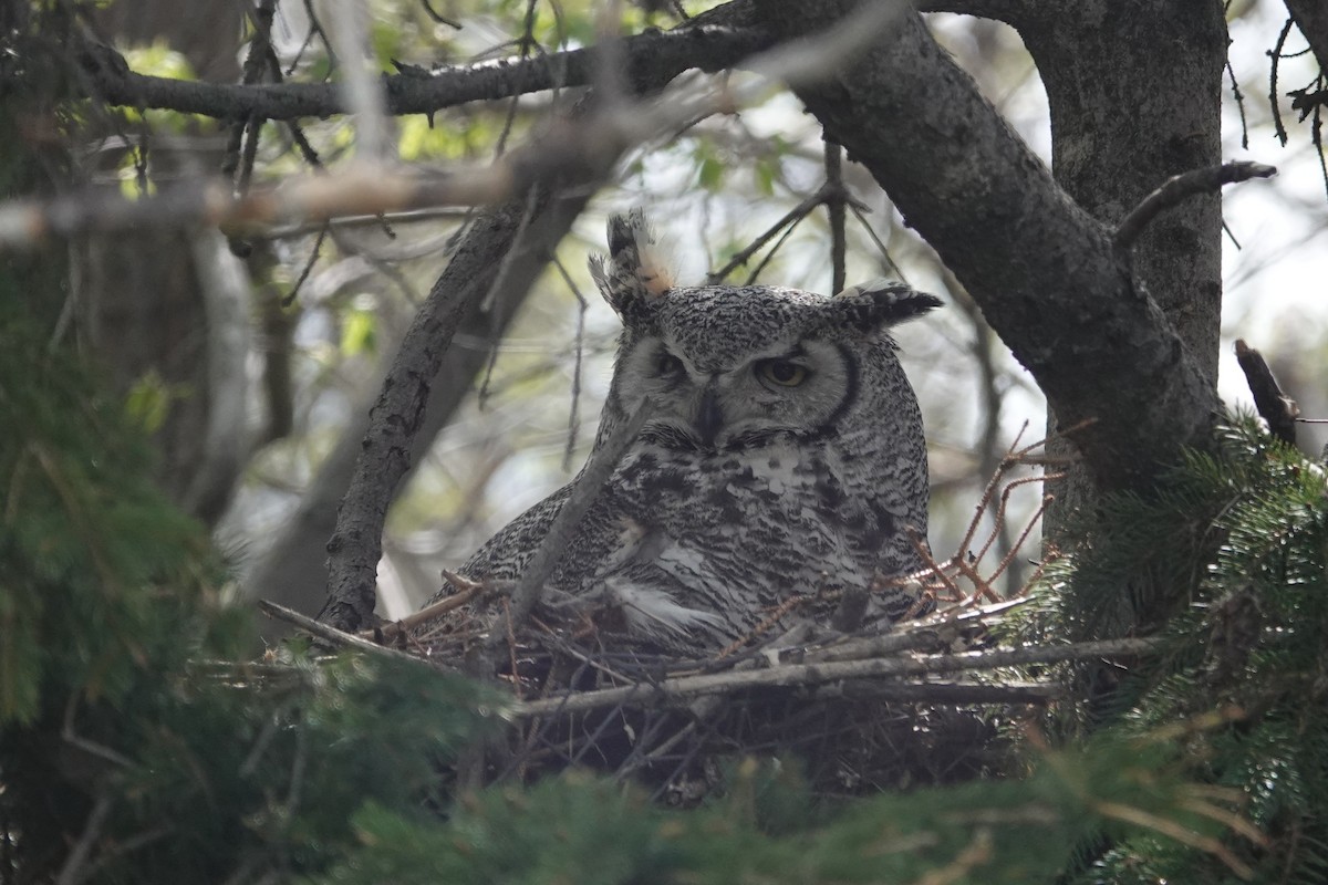 Great Horned Owl - ML620323568