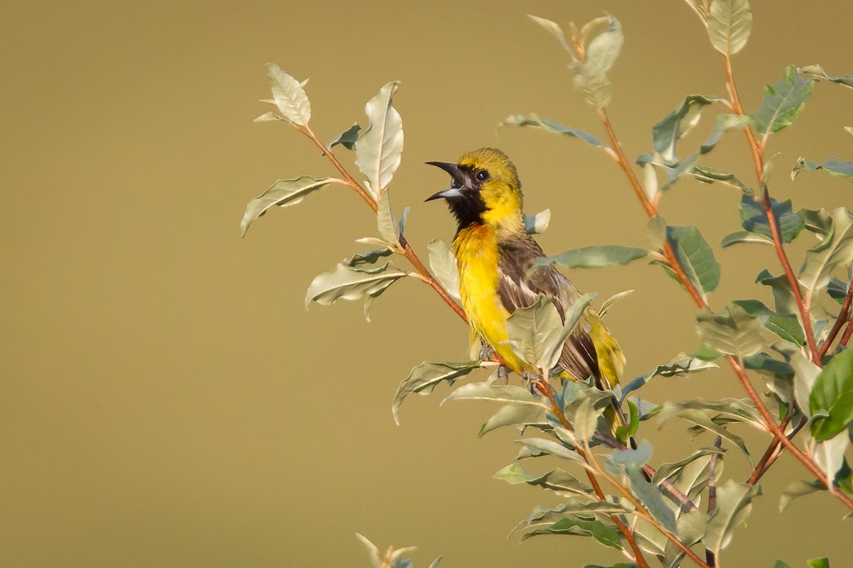 Orchard Oriole - ML620323574