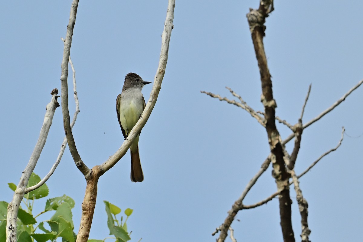 Ash-throated Flycatcher - ML620323581