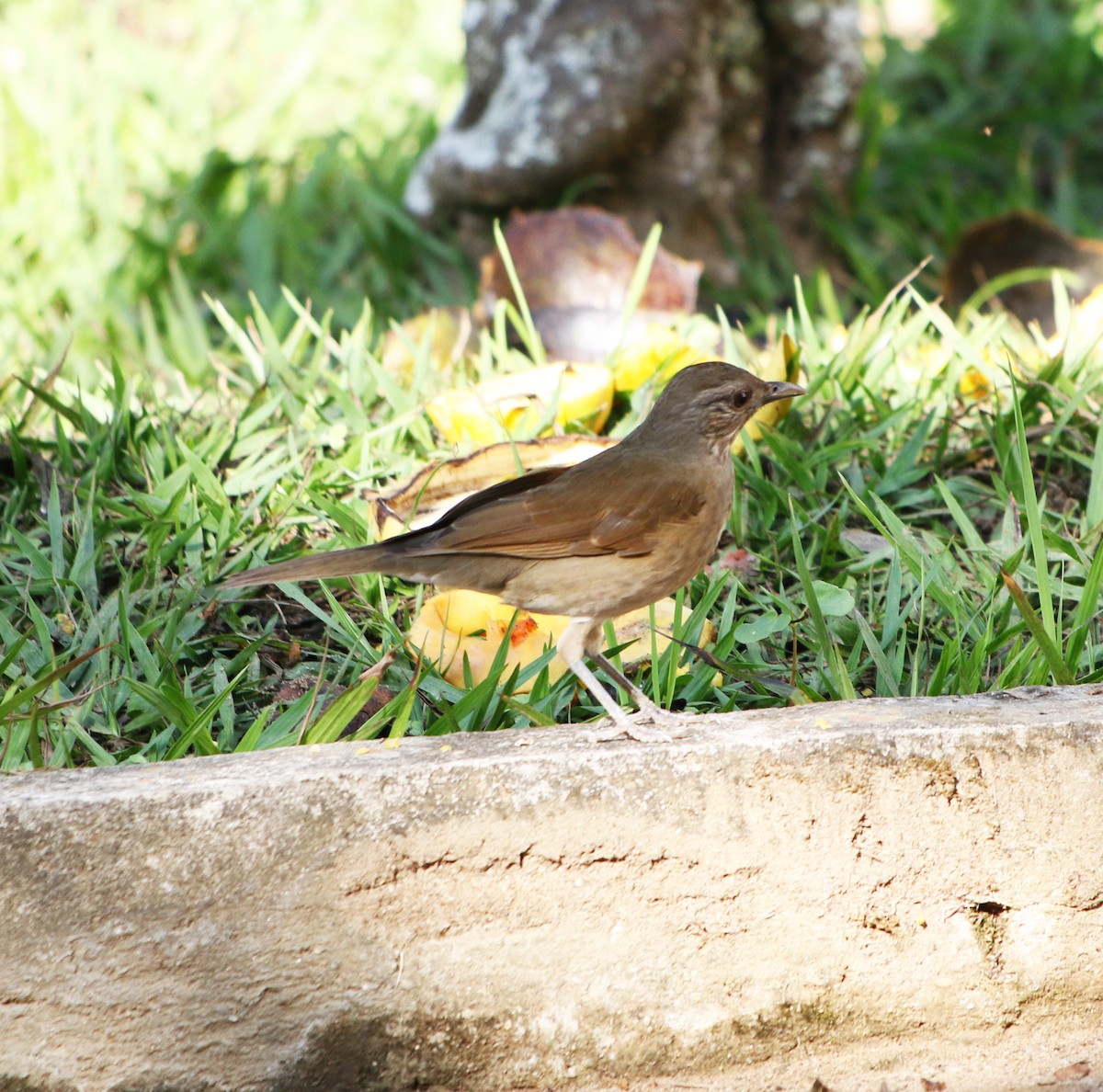 Pale-breasted Thrush - ML620323582