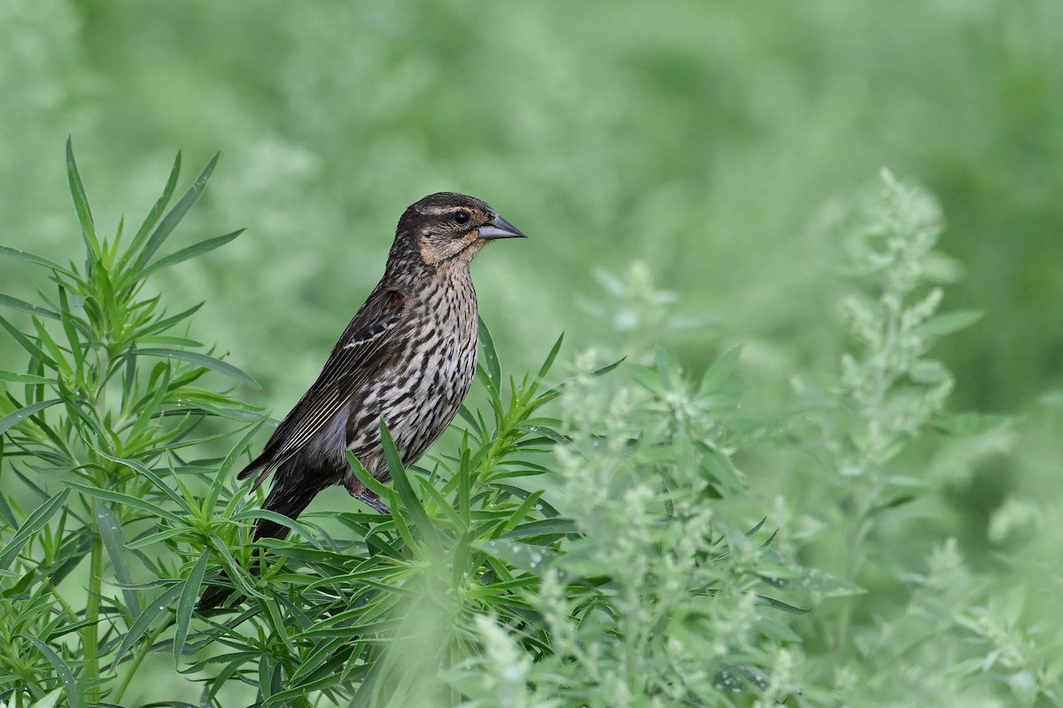 Red-winged Blackbird - ML620323596