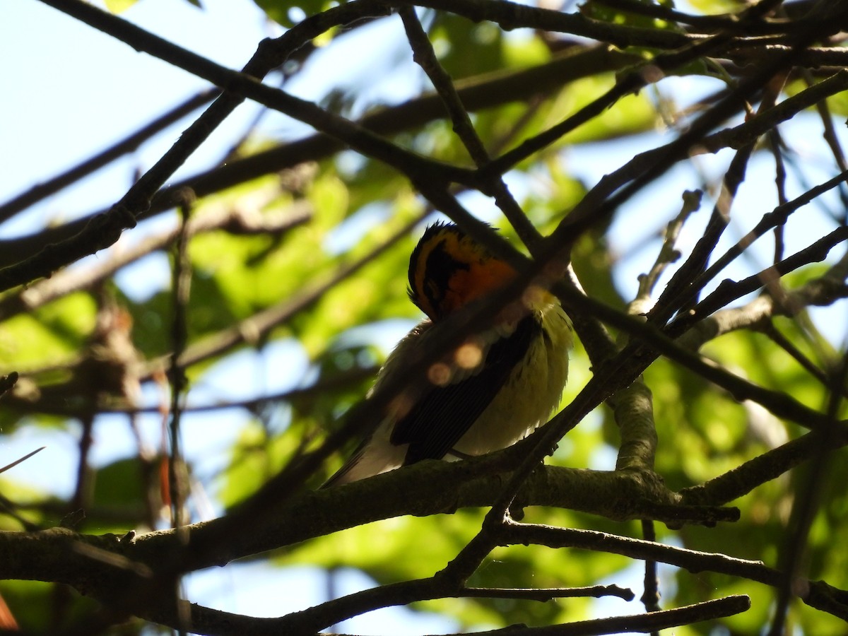 Blackburnian Warbler - ML620323597