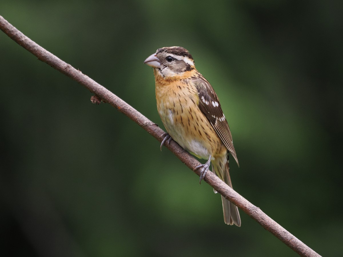 Cardinal à tête noire - ML620323607