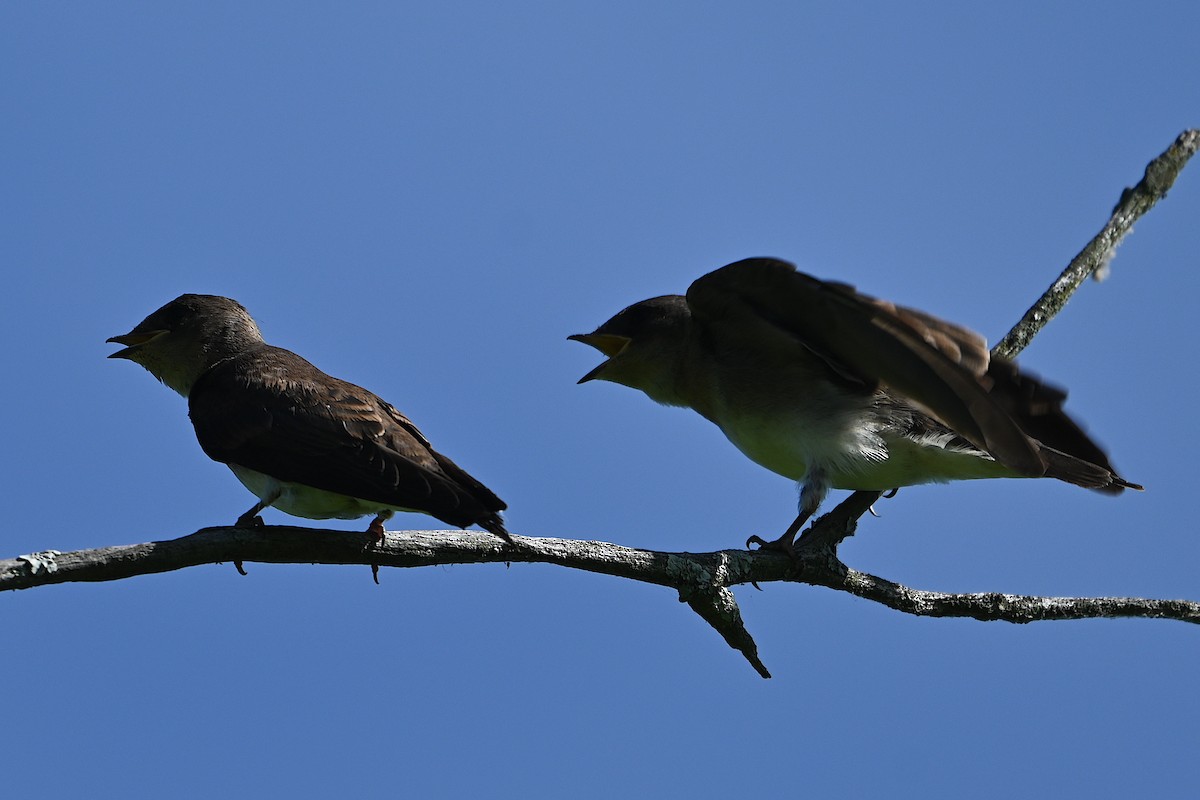 Northern Rough-winged Swallow - ML620323610