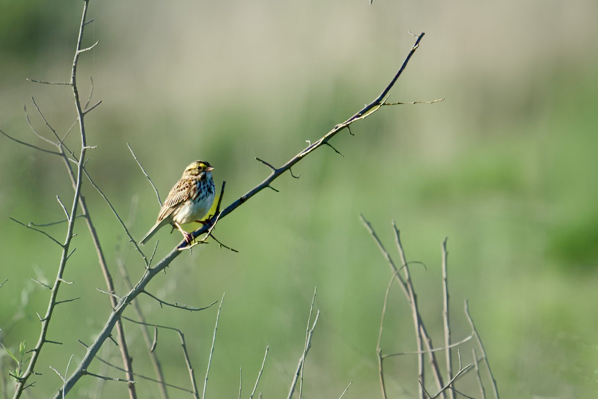 Savannah Sparrow - ML620323619