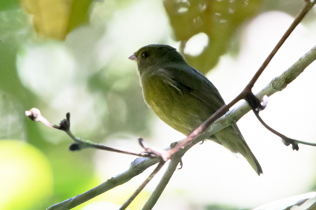 Golden-winged Manakin - ML620323623