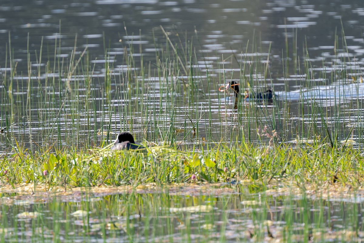 American Coot - ML620323637