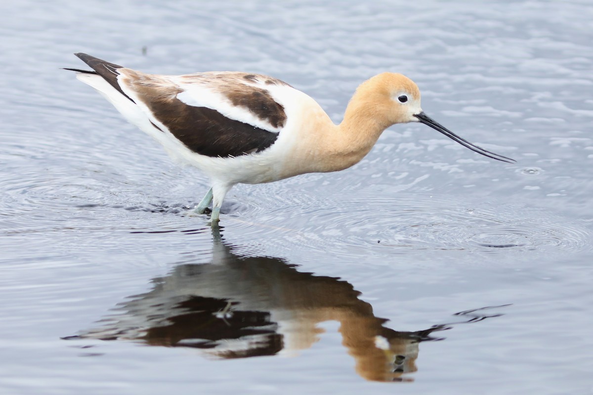 American Avocet - ML620323642