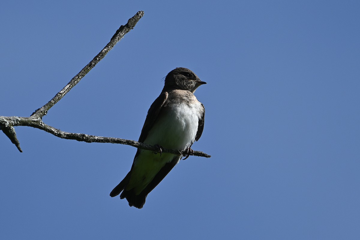 Northern Rough-winged Swallow - ML620323643