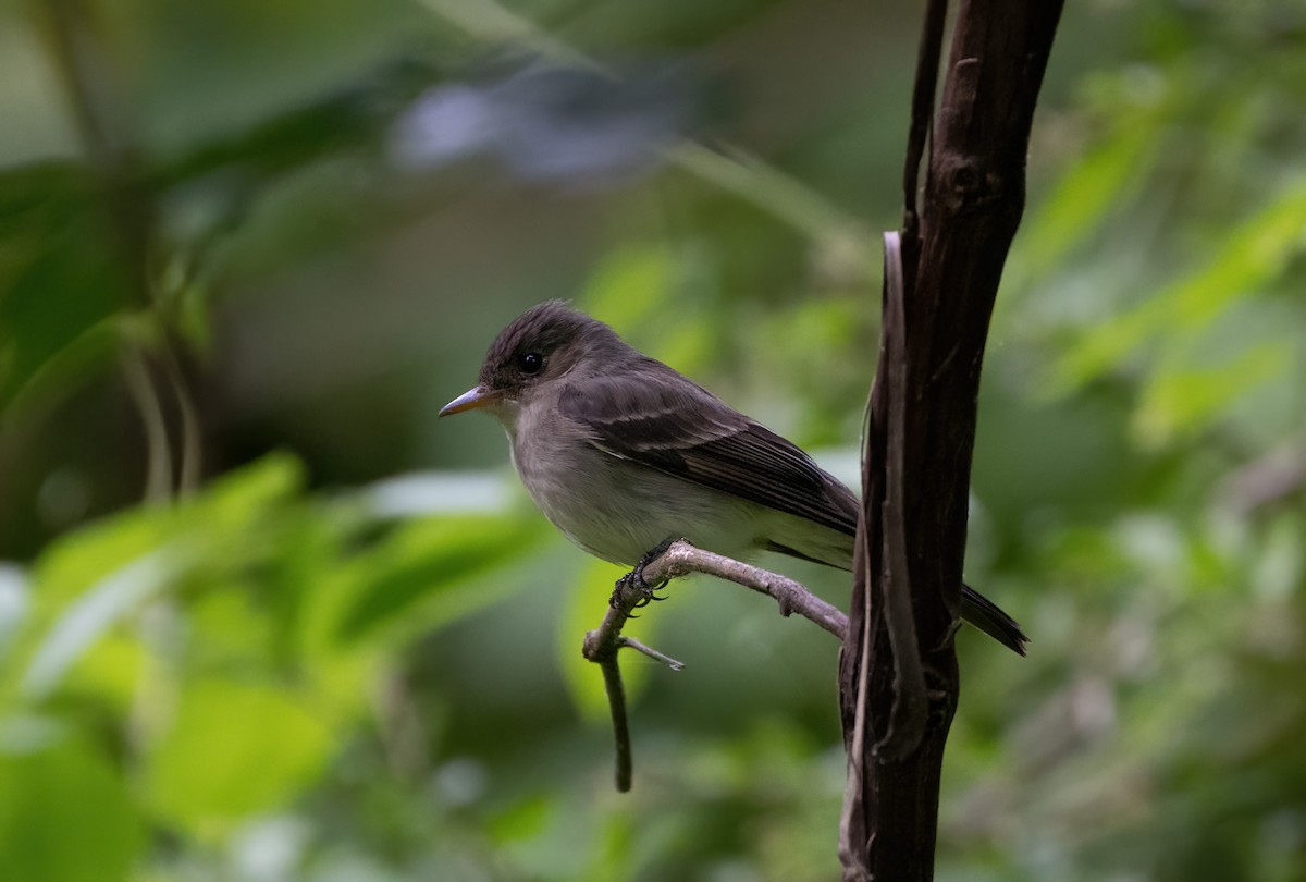 Eastern Wood-Pewee - ML620323644