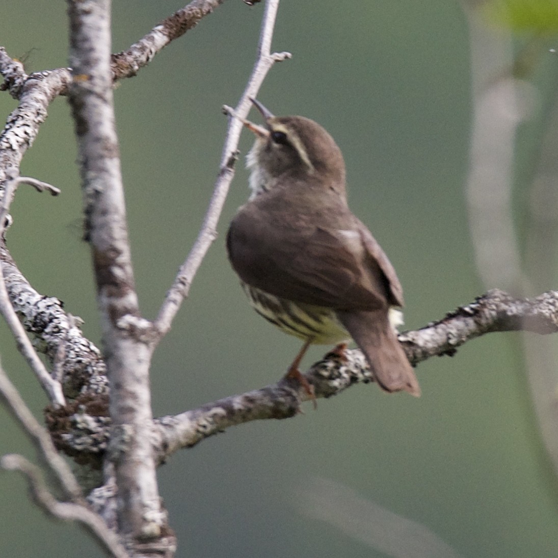 Northern Waterthrush - ML620323657