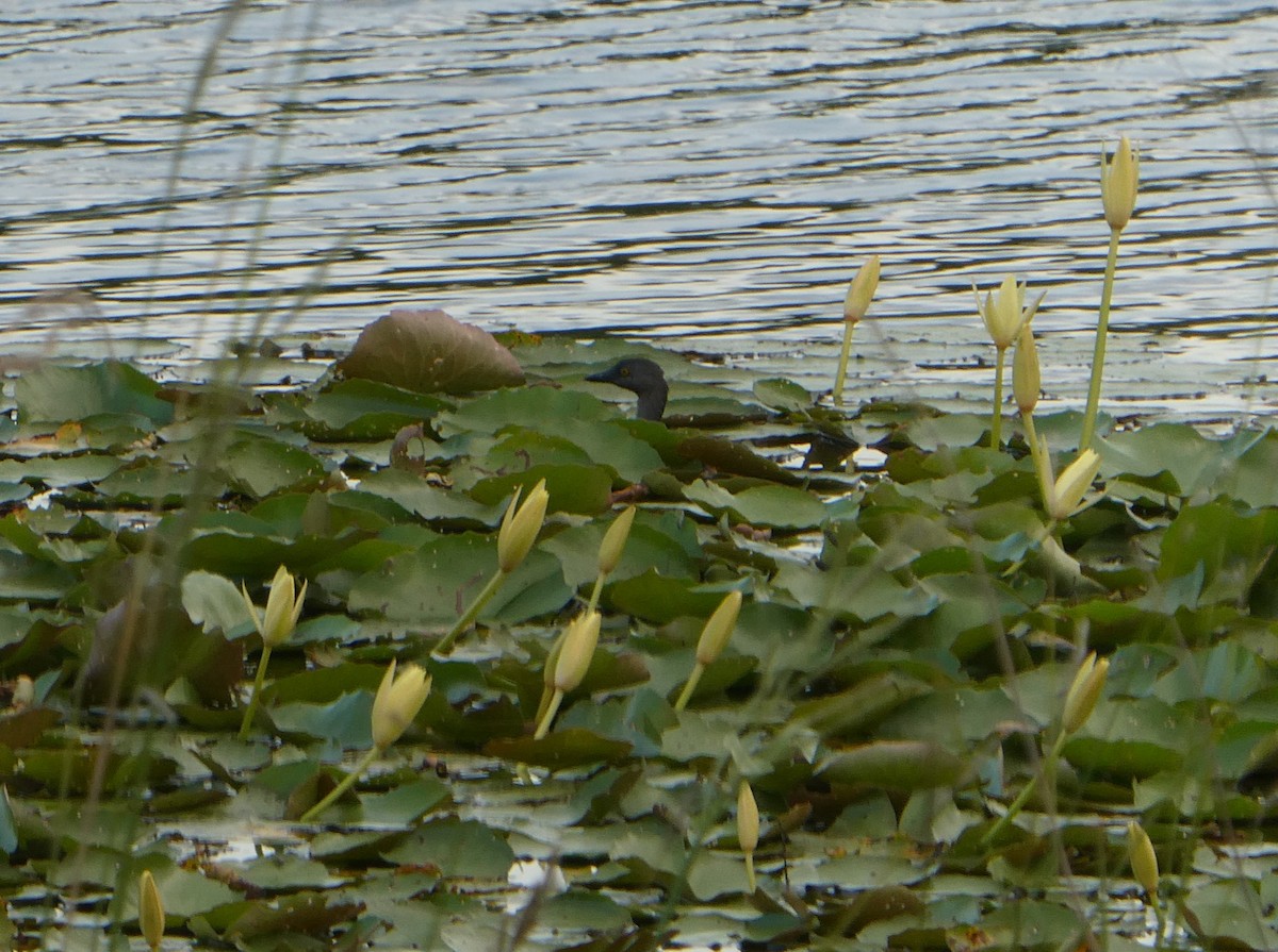 Least Grebe - John Faber