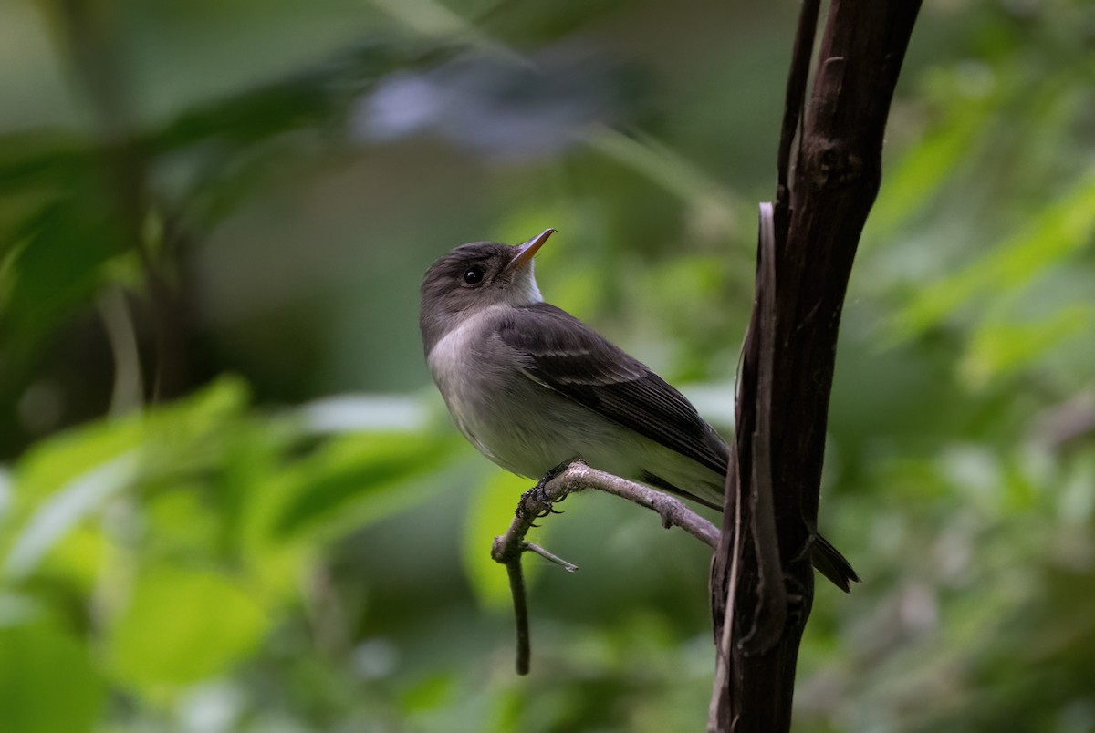 Eastern Wood-Pewee - Mike Good