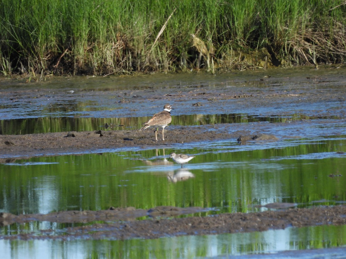 Semipalmated Sandpiper - ML620323681