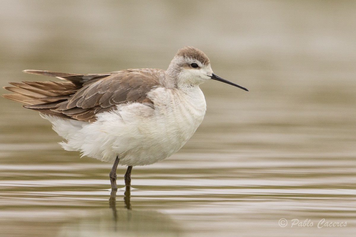 Phalarope de Wilson - ML620323690