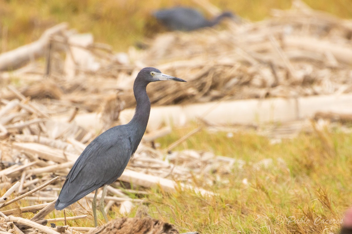 Little Blue Heron - ML620323709