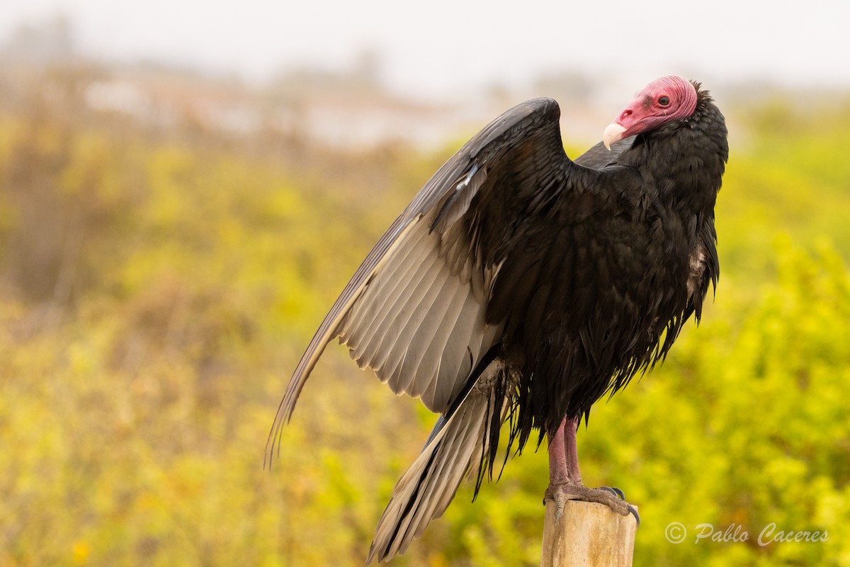 Turkey Vulture - ML620323713