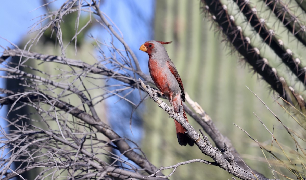 Pyrrhuloxia - ML620323717