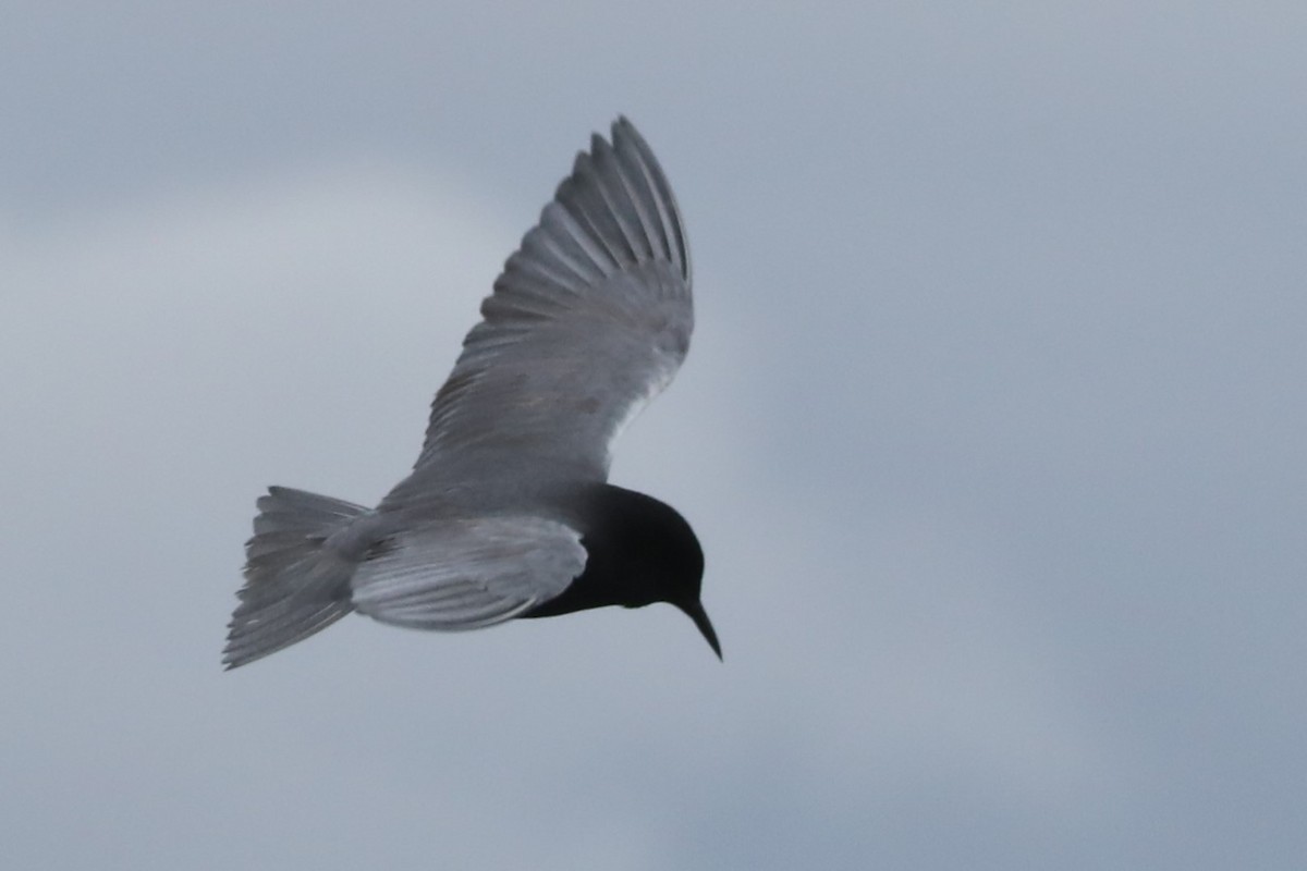 Black Tern - ML620323722