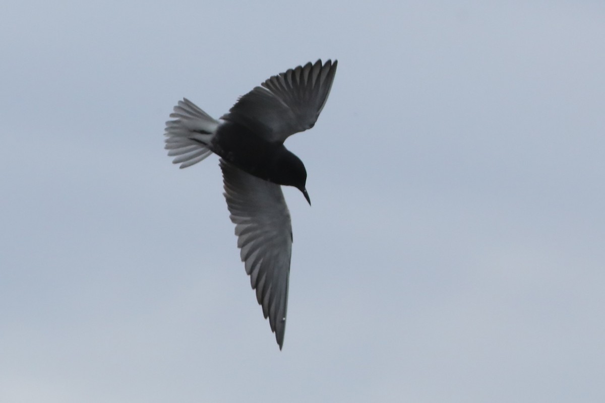 Black Tern - ML620323723